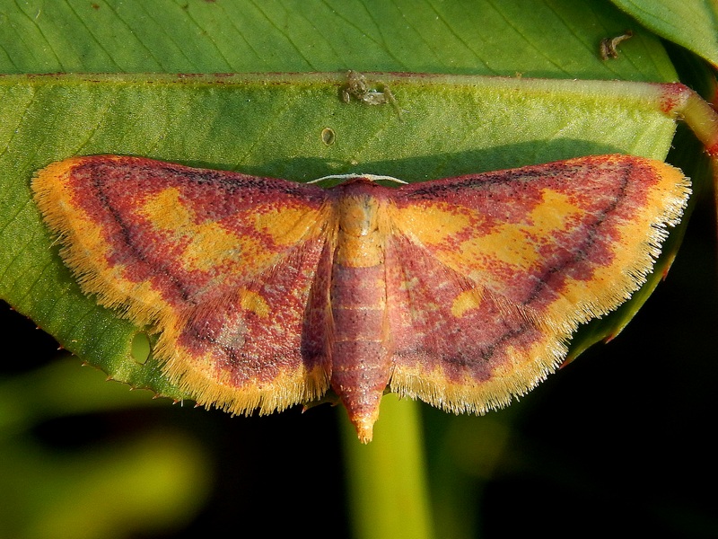 Bellissima geometridae da ID